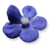 anchusa
