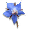 borage