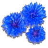 cornflower