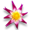 dianthus