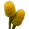 electric daisy