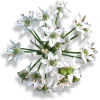 chive