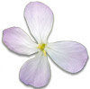 leaf radish