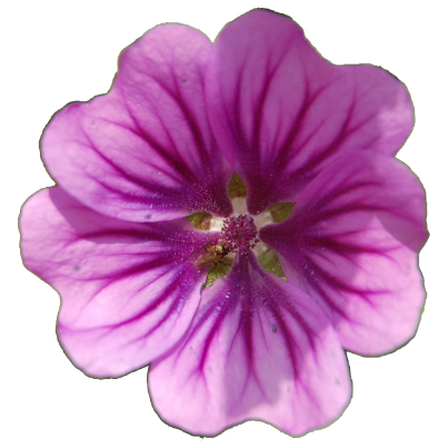 mallow