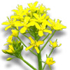 mustard flower
