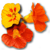 nasturtium
