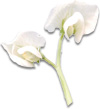 pea