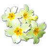 primrose