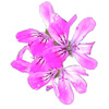 geranium