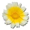 shungiku