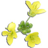 wildrocketflower